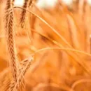 Производство пшеницы в Китае выросло на 1%