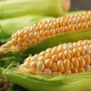 Рынок кукурузы Беларуси: тенденции и прогнозы