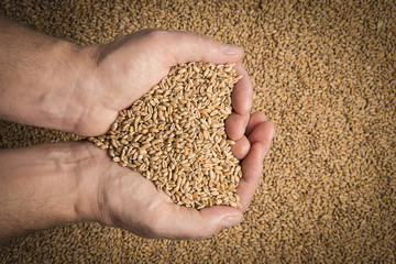 Киргизия закупила крупную партию семян двух перспективных сортов озимой пшеницы российской селекции
