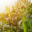 Сербия разрешила экспорт кукурузы и пшеницы, но ввела квоты на вывоз растительного масла