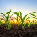 Дрон обрабатывает инсектицидами 0,4 га поля кукурузы за 15 минут
