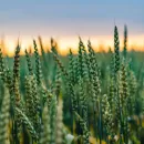 Reuters: Египет отказался от импорта 240 тысяч тонн украинской пшеницы