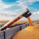 Новый урожай пройдет через систему ФГИС «Зерно»
