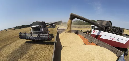 Озимая пшеница внушает оптимизм