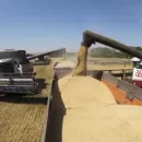 Озимая пшеница внушает оптимизм
