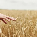 В августе Россия может экспортировать 3,5 млн тонн пшеницы