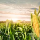 В Европе увядает кукуруза и дорожает рапс