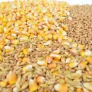 В системе «Зерно» зарегистрировалось 70% зерновых организаций РФ