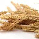 Индия допустила отказ от пошлины на импорт пшеницы на фоне взлета внутренних цен