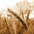 В РФ собрали 75,5 миллиона тонн зерна