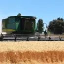 В ИКАР прогнозируют новый рекордный урожай зерна в РФ