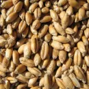 Закупочные интервенции зерна в РФ продолжатся 18 августа