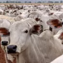 ГК «Доминант» купила 100% активов «Сибирских бычков» в Алтайском крае