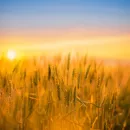 Сорта пшеницы с двойной устойчивостью и не требующие инсектицидов предоставят британским фермерам в 2023 году