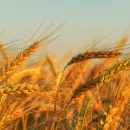 Новый сорт пшеницы с лучшей термостойкостью создали индийские селекционеры