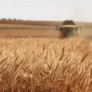 "СиСорт" создал сервис для быстрого анализа качества зерна