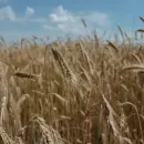 Минсельхоз США снова повысил прогноз урожая пшеницы в России