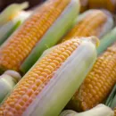 Минсельхоз: Урожай кукурузы во Франции может достичь минимума более чем за 30 лет