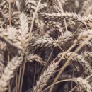 Урожай самой зимостойкой и экологичной зерновой культуры собрали в Томской области