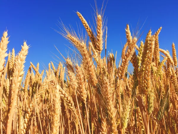 Власти Казахстана сняли ограничения на экспорт пшеницы и муки
