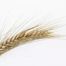 Экспортная пошлина на пшеницу снизится почти на 10%