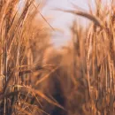 Исторический рекорд урожая зерна не менее 1,7 млн тонн ожидает Кузбасс