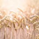 Как алтайская «Орбита» достигла небывалой урожайности яровой пшеницы в степи