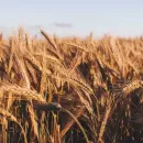 2,6 тысяч тонн пшеницы первого класса выявлено на 22 сентября текущего года в исследовании Россельхозцентра