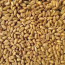 В октябре экспорт пшеницы может вырасти