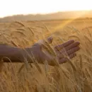 Россия договорилась с запрещенным «Талибаном» о поставках пшеницы в Афганистан