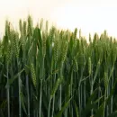 Цены на пшеницу растут из-за неурожая в США в этом году