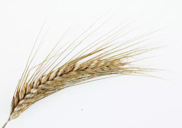 Китай продвигает свою пшеницу в странах Центральной Азии