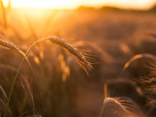 Урожай зерна сократится на 43% за год без азотных удобрений
