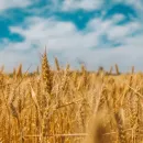 Во Владимирскую область доставили немецкие пестициды для борьбы с амбарными вредителями зерна