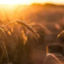 Аналитики повысили прогноз урожая пшеницы в 2023 году