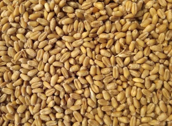 Турция закупила почти 500 тысяч тонн украинской пшеницы