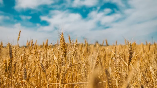 Индия ожидает от благоприятной погоды в 2023 году увеличения урожая пшеницы на 5 млн тонн