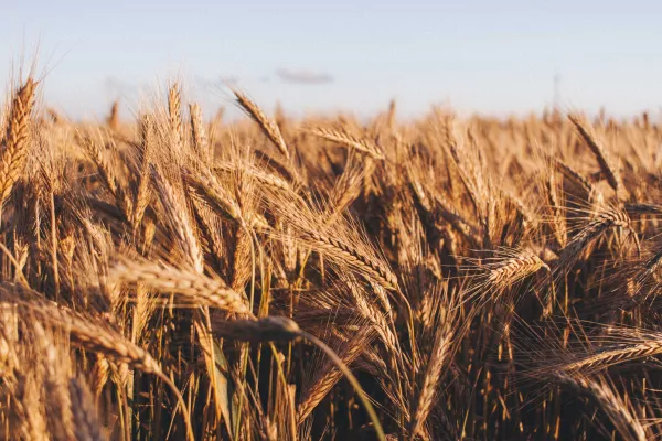 Пшеницу с устойчивостью к слизням выводят в Великобритании