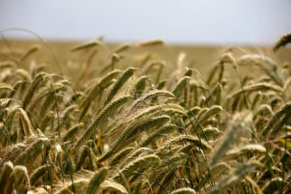 Базовая цена для расчета экспортной пошлины на зерно будет повышена