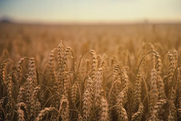 «ПроЗерно»: на прошлой неделе на зерновом рынке не было единой ценовой динамики