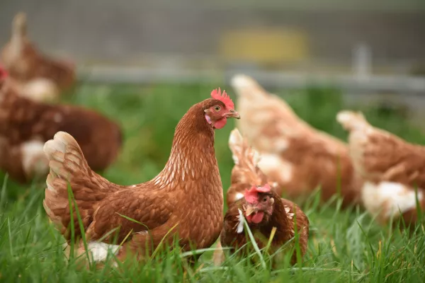 Птицефабрики могут стать надежными поставщиками органических удобрений и биогаза