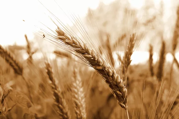 Злочевский назвал число рынков для будущих поставок российского зерна