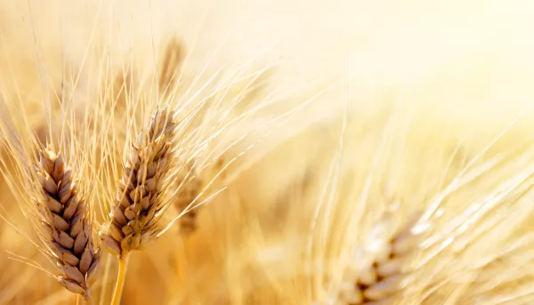 Россия в июле вышла на рекордный экспорт пшеницы – РЗС