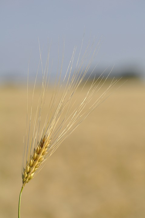 Почему МВФ ждет сильного роста цен на пшеницу