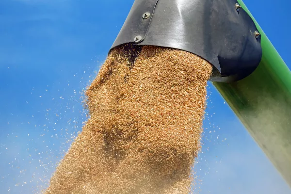 «СовЭкон» ожидает рекордного экспорта российской пшеницы