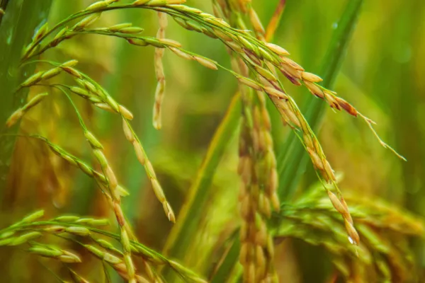 Производители риса могут предложить Минсельхозу отменить ограничение на его экспорт