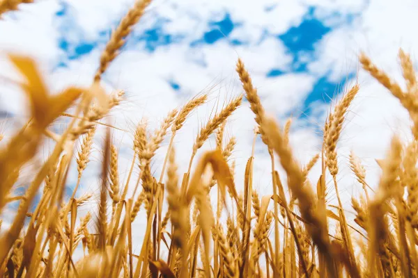 Злочевский прокомментировал увеличение поставок зерна из РФ в Японию