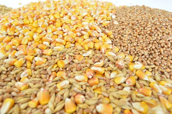 Rabobank ожидает взрывного спроса на зерно на востоке Африки