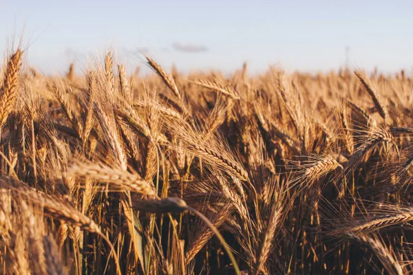 «Русагротранс» повысил прогноз экспорта пшеницы в августе
