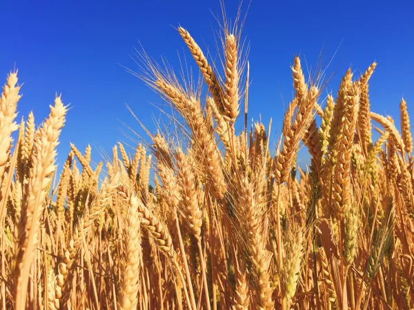 Россия, Украина и Казахстан становятся главными экспортерами пшеницы 2023-2024